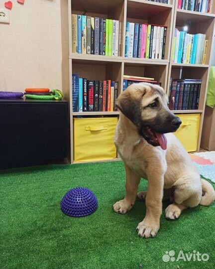 Передержка животных