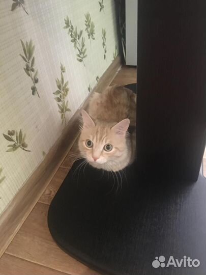 Котята отдам в добрые руки бесплатно