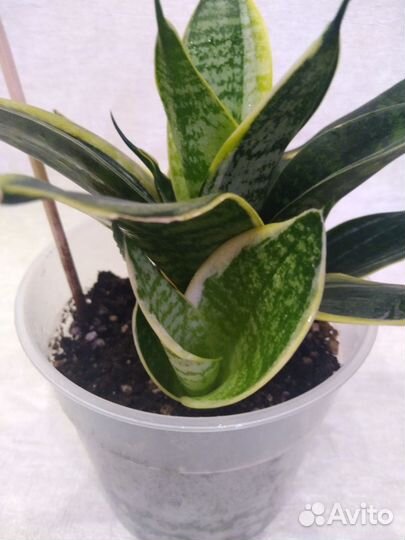 Сансевиерия ханни маргината