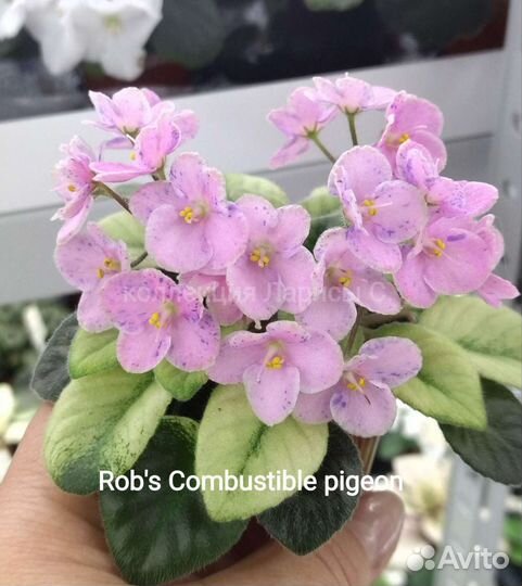 Мини фиалки