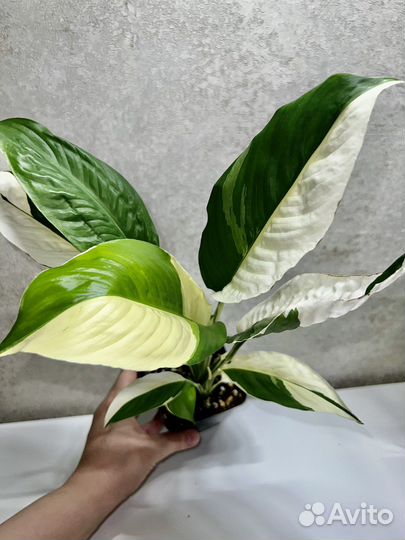 Спатифиллумы сортовые