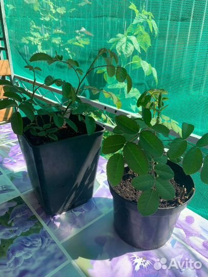 Роза кустовая