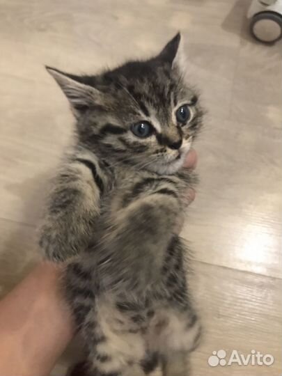 Кошка кот котенок