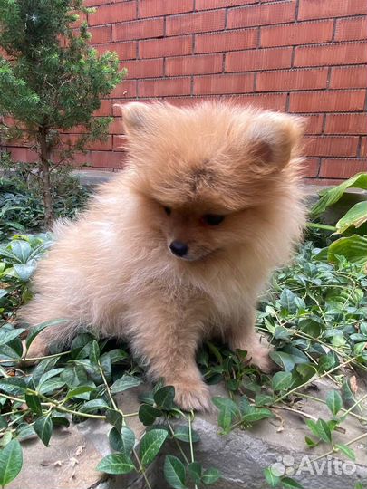 Щенок померанского шпица