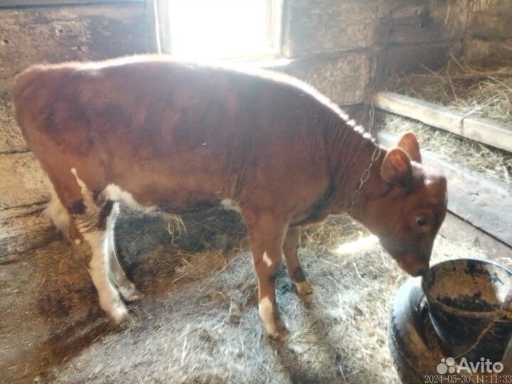 Айширский бычок