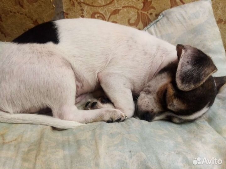 Щенки чихуахуа