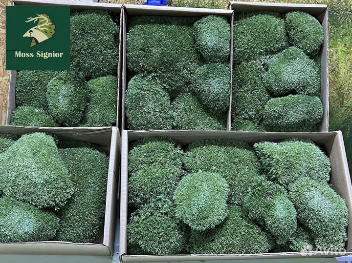 Стабилизированный мох ягель, кочка, пласт. Панно