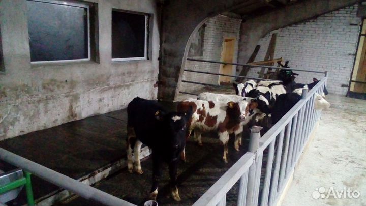 Стойла, беспривязь, привязь