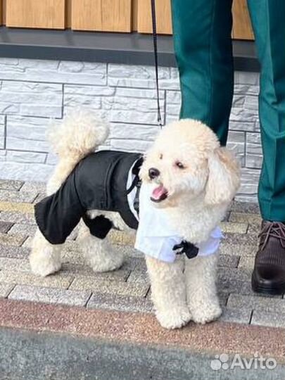 Костюм-смокинг для собак праздничный