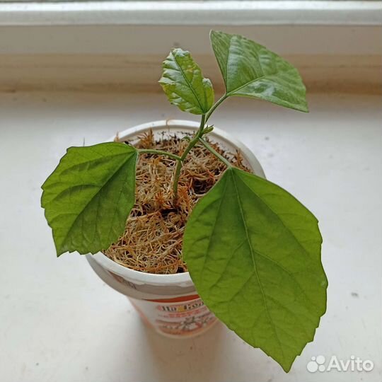 Гибискус, китайская роза