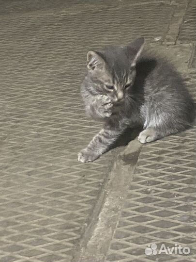 Котята бесплатно