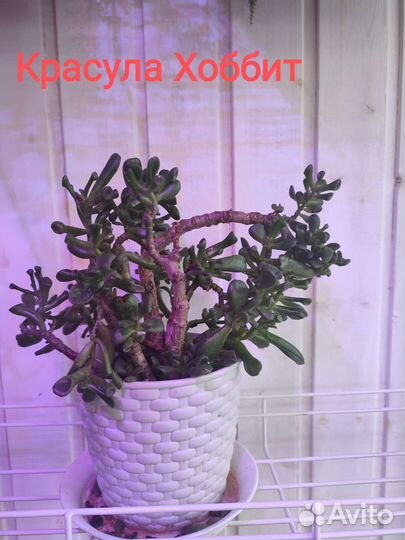 Пальма хамедорея другие цветы