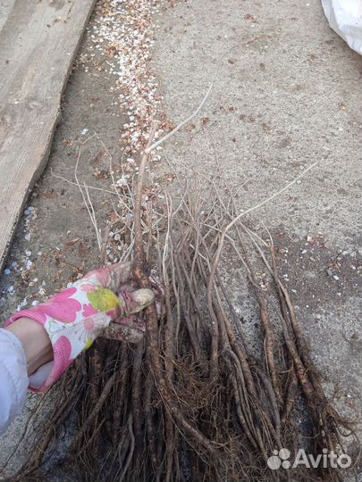 Глициния блю мун