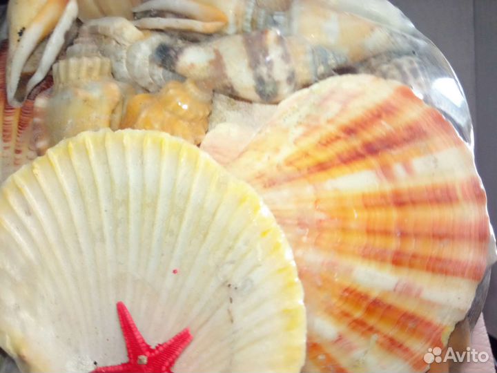 Набор ракушек в корзинке