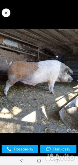 Свиньи живым весом