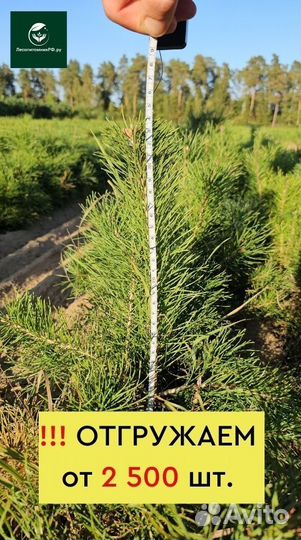 Саженцы сосны и ели окс оптом