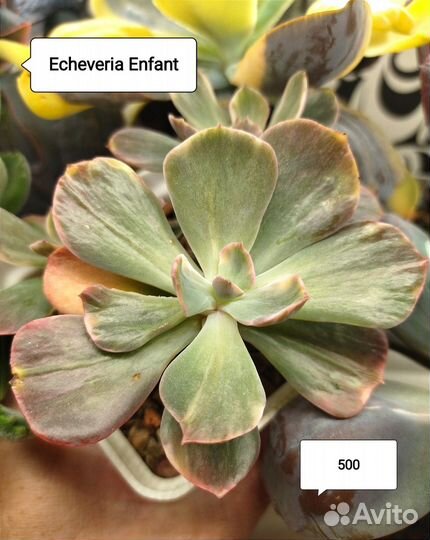 Суккуленты, эхеверии