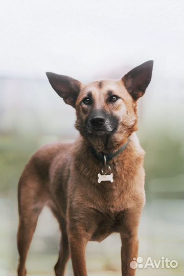 Собака в добрые руки