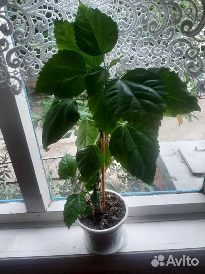 Комнатные цветы