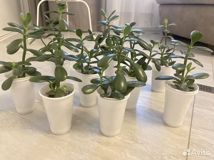 Толстянка,крассула,денежное дерево