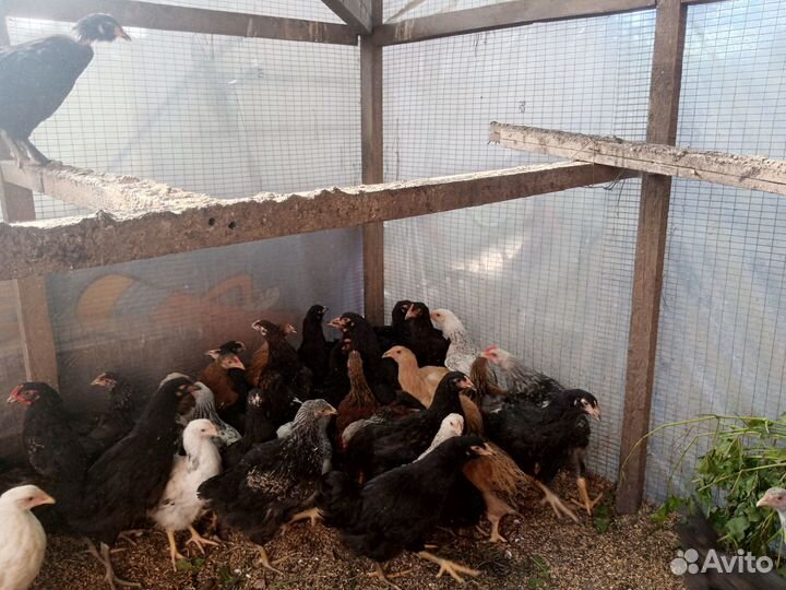 Петухи на откорм, на развод