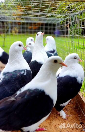 Голуби - бойные и др