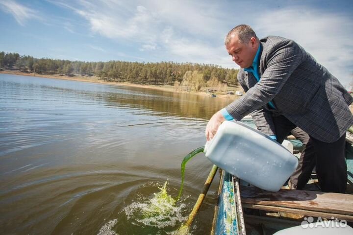 Одноклеточные водоросли