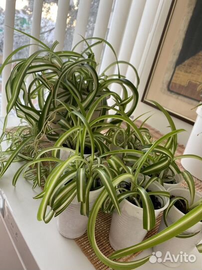 Комнатные цветы