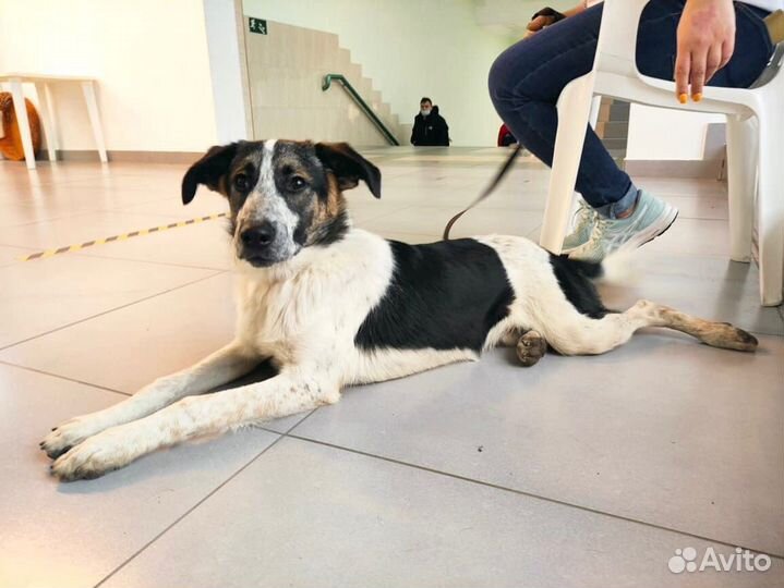 Очаровашка Джек