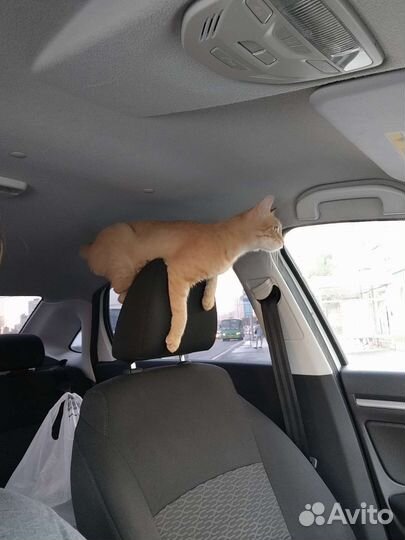 Рыжий котенок в добрые руки бесплатно