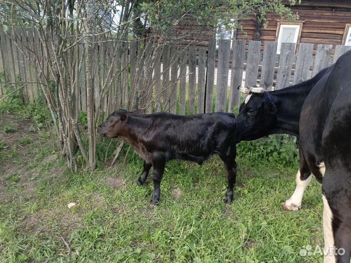 Телята мясной породы бычки