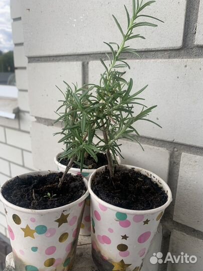 Розмарин,перец декоративный,пеларгония