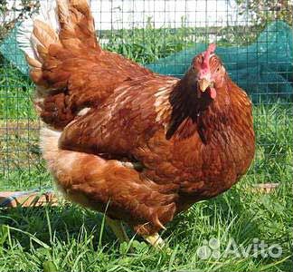 Молодок и куры