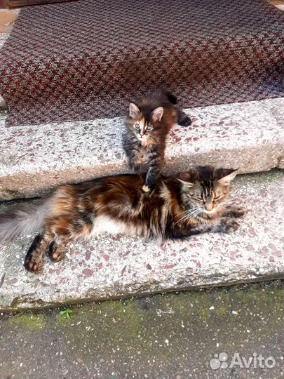 Кошки мейн-кун