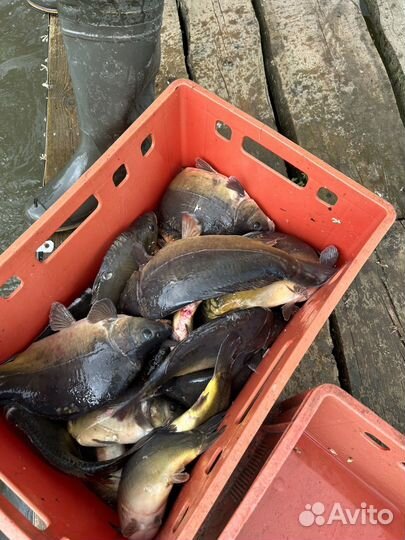 Карп, сазан