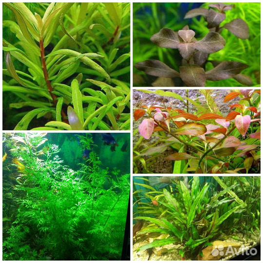 Набор аквариумных растений