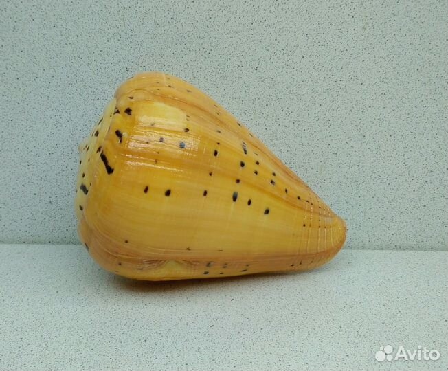 Конус Бетулинус 12,60 морская ракушка раковина