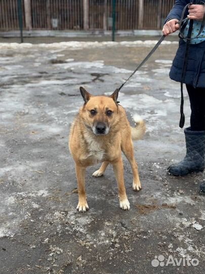 Собака в добрые руки