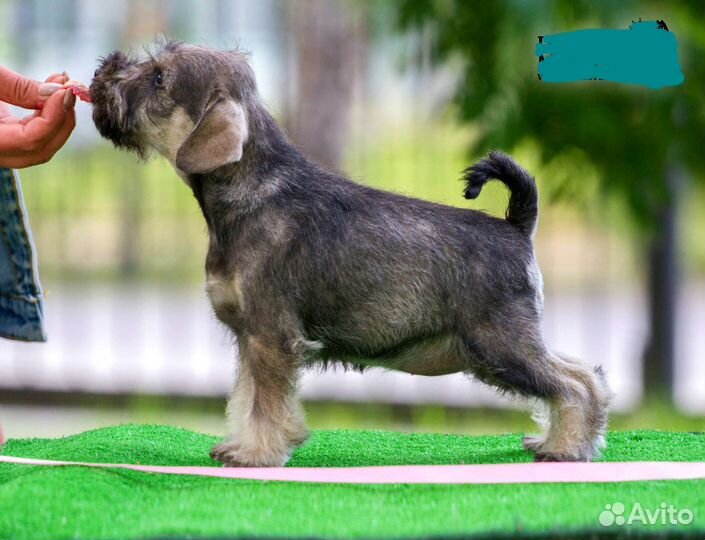 Цвергшнауцер