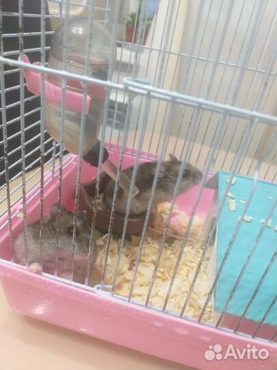 Джунгарские хомячки бесплатно