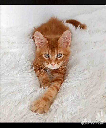 Куняшка котенок Мейн кун