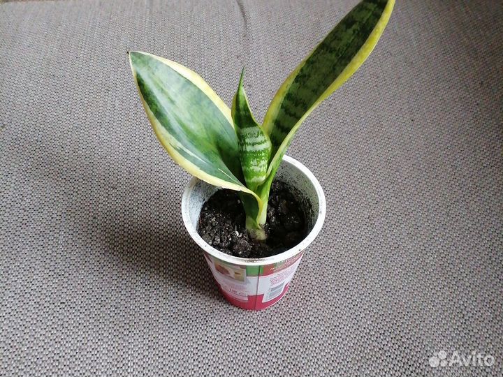 Сансевиерия