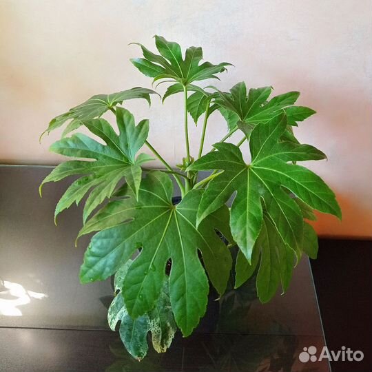 Фатсия комнатная