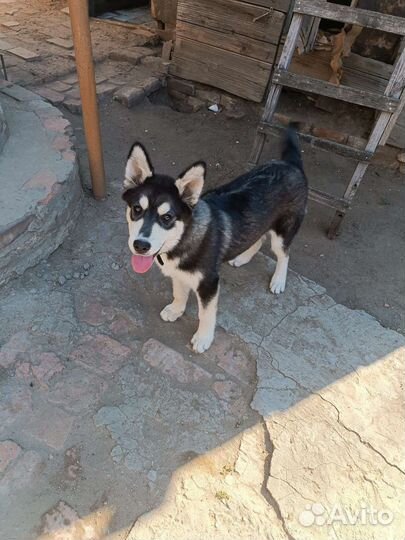 Сибирский хаски