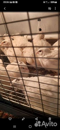 Перепела белые гиганты