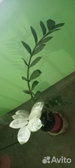 Замиокулькас