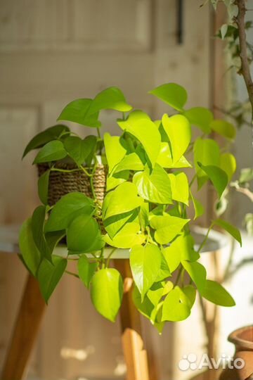 Сциндапсусы разные