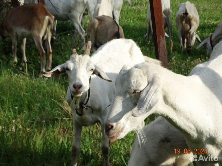 Зааненские козы дойные