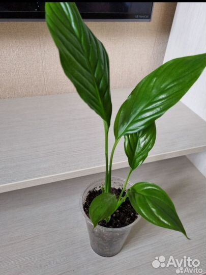 Спатифиллум свит лауретта, бинго купидо