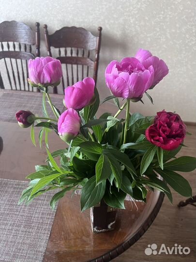 Цветы пионы (букет с доставкой )